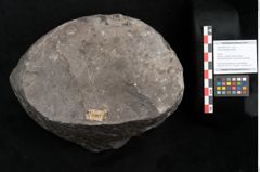 Foto (Objekt + Etikett) von Knorria imbricata Sternbg. (NHMW-GEO-2024-0188-11227)